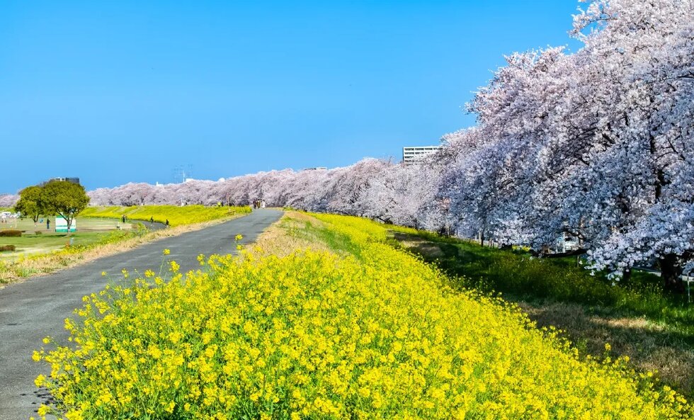 熊谷桜堤