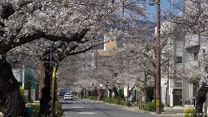 茶屋さくら通り