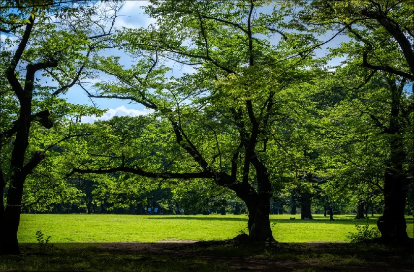 代々木公園