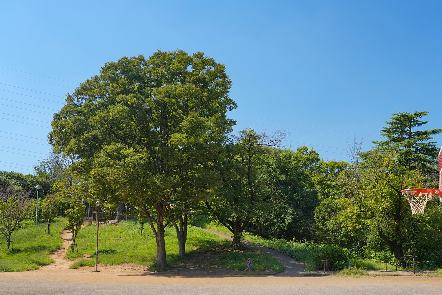 鷺沼公園