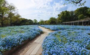 大阪市立長居植物園