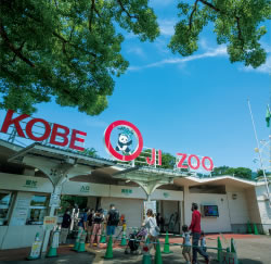 神戸市立王子動物園