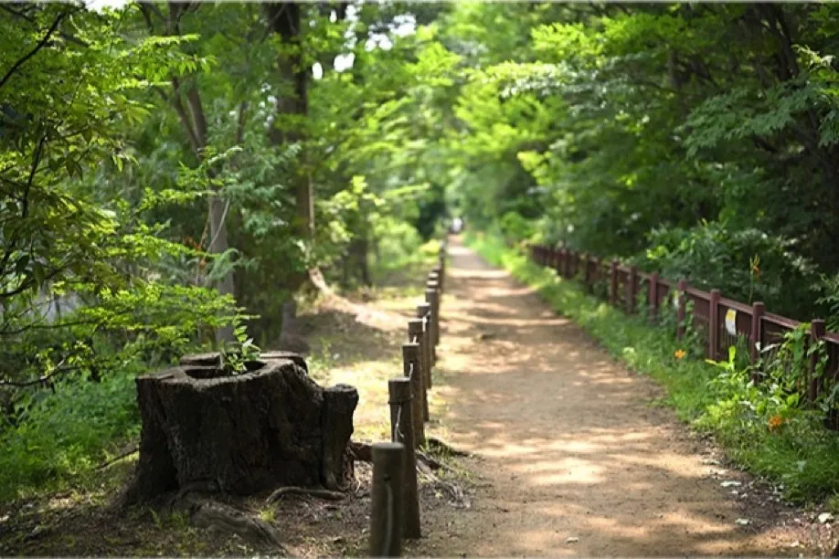 玉川上水遊歩道
