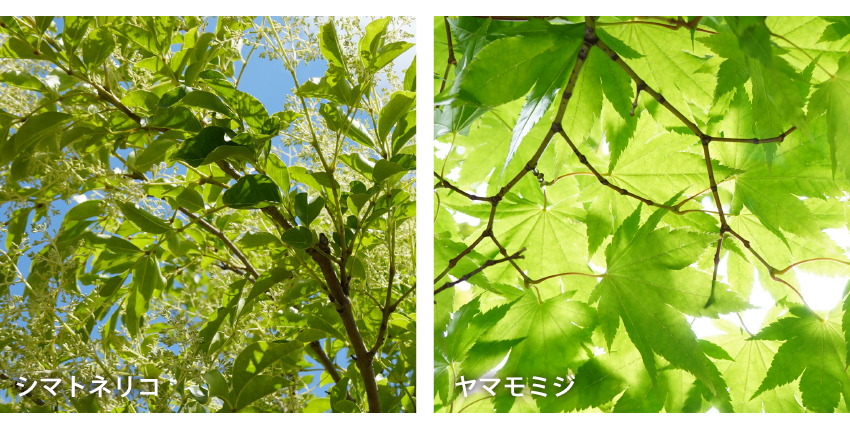 ソルティア千葉セントラル