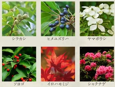 ソルティア京都宝ヶ池
