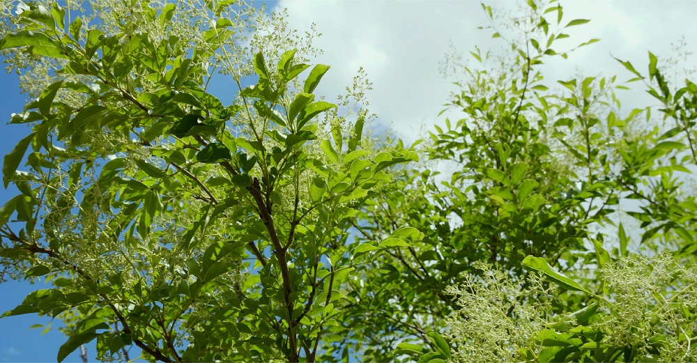シティテラス桜上水
