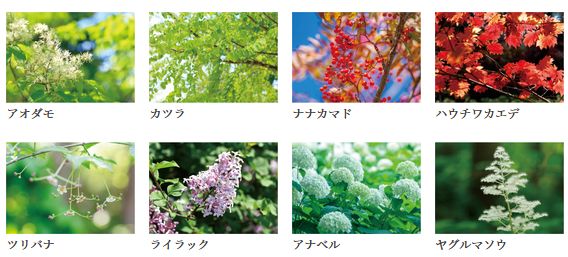 ザ・ライオンズ札幌植物園YAYOI GARDENS