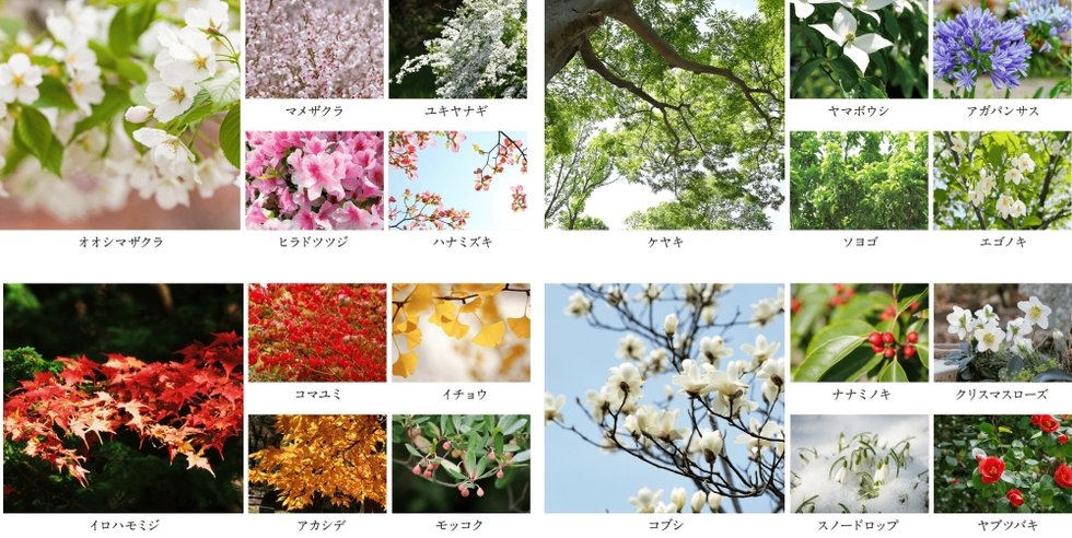 多摩川シーズンズ