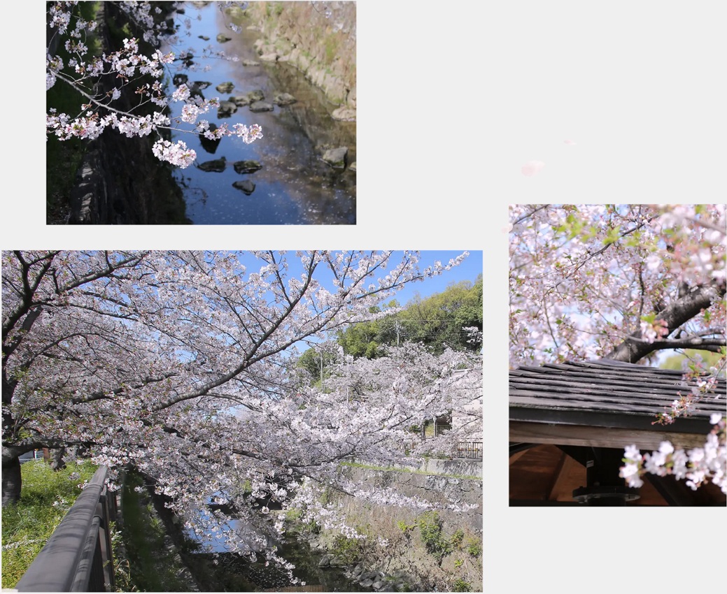 ジオ桜山グラン