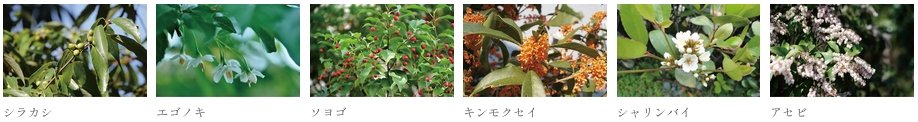 ヴェレーナ久が原