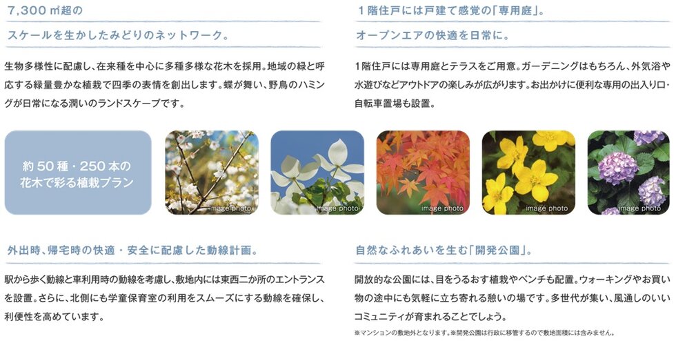シエリア島本
