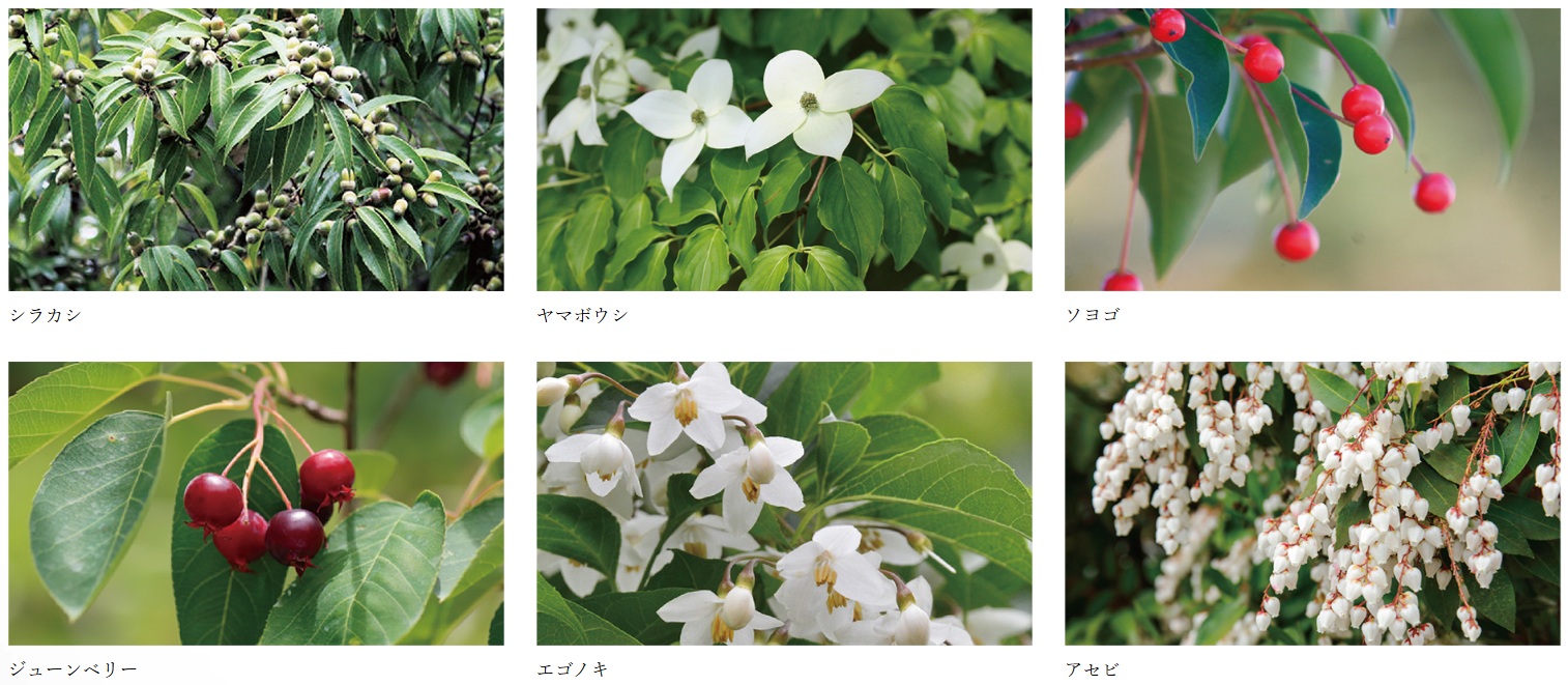 ヴィークコート小手指