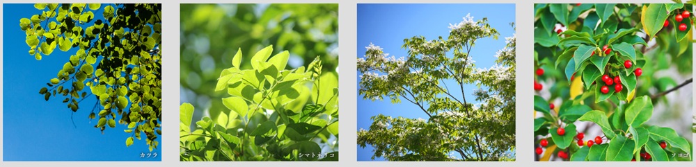 ガーラ・レジデンス相模大塚ステーションマーク