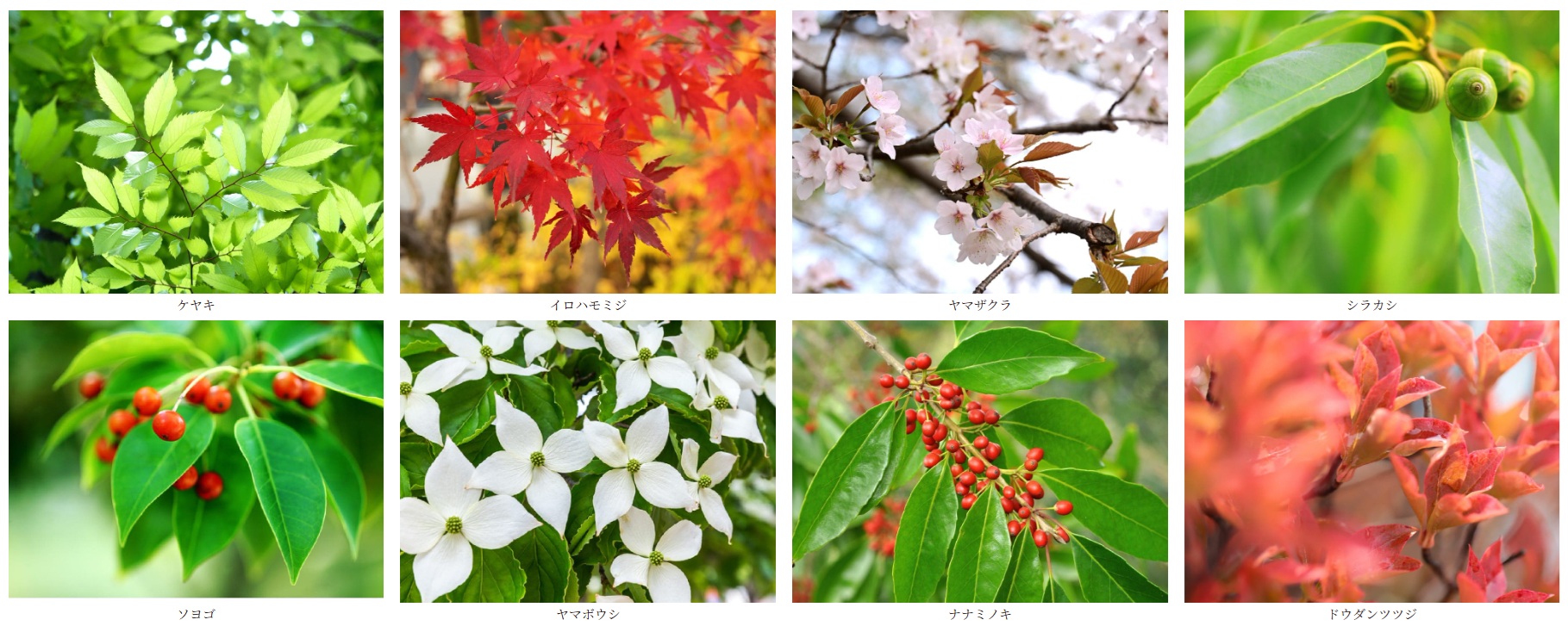 プラウド成城コート