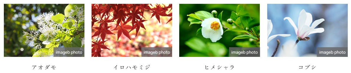 クレヴィア西国分寺