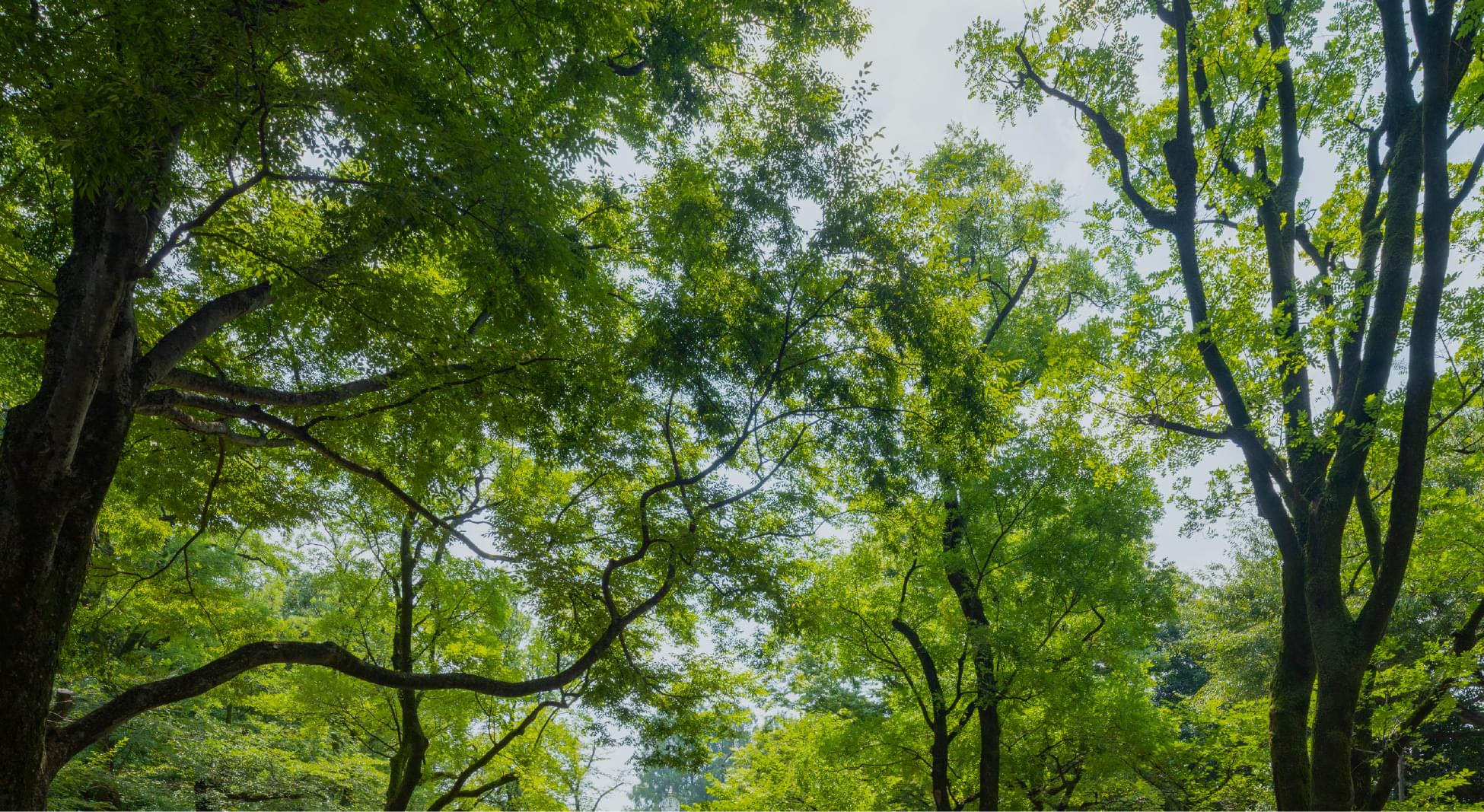 クレヴィア杉並西荻窪