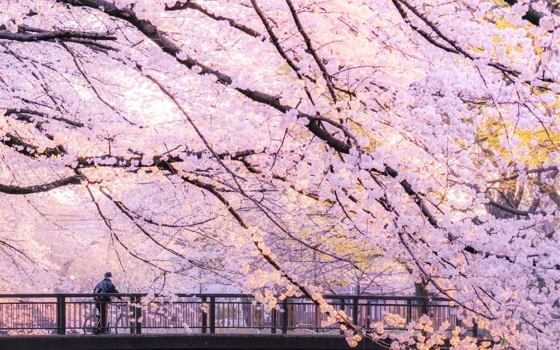 クレヴィア杉並西荻窪