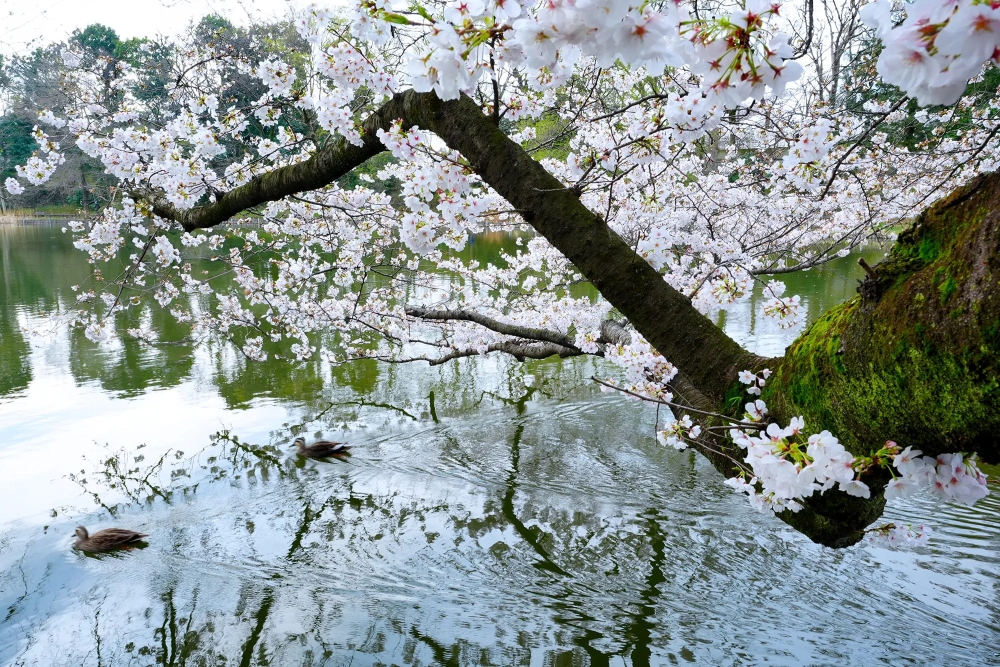 グランドメゾン THE 石神井公園