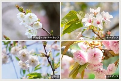 プレミスト甲子園口