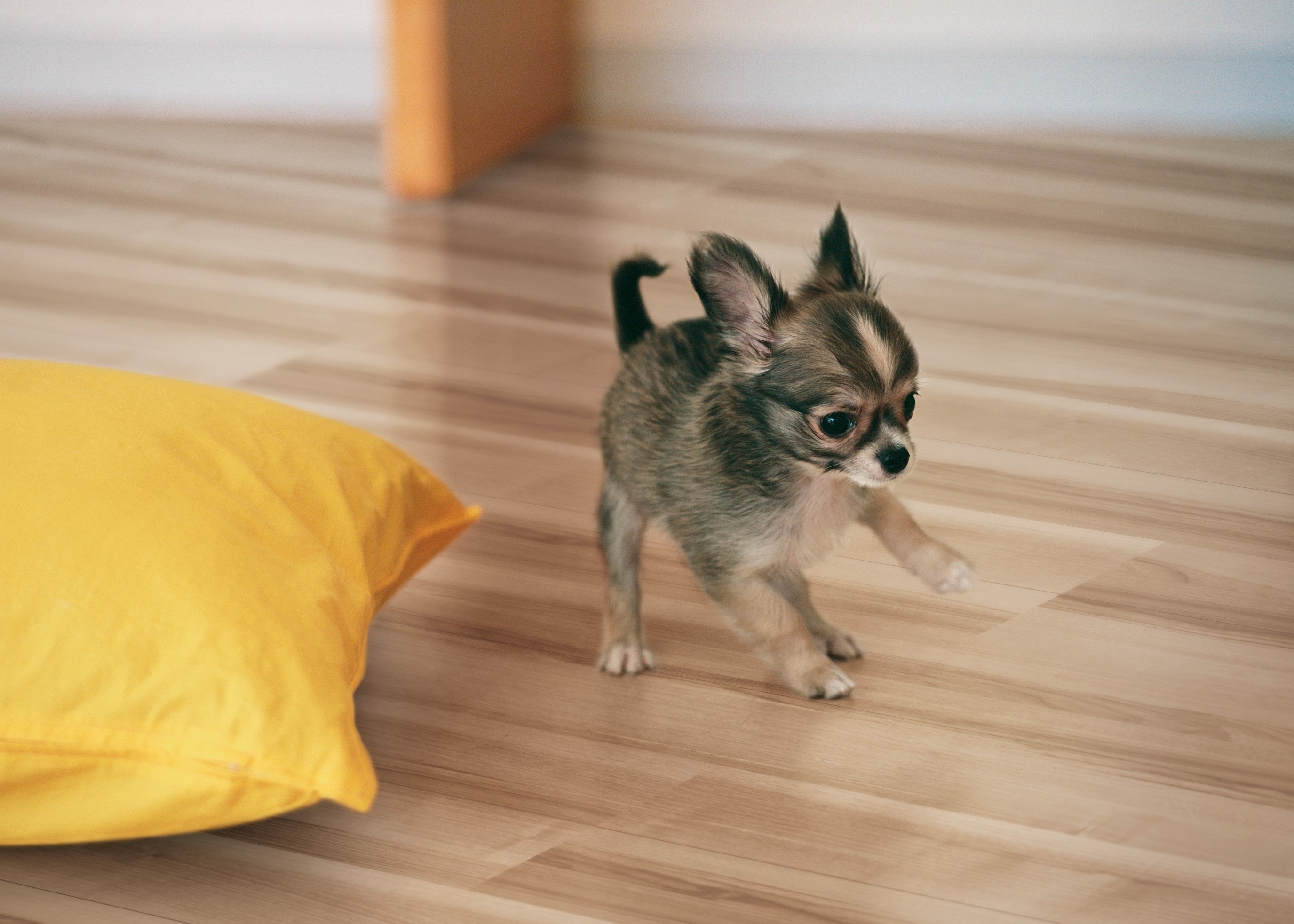 ペット対応フローリング＆クロス