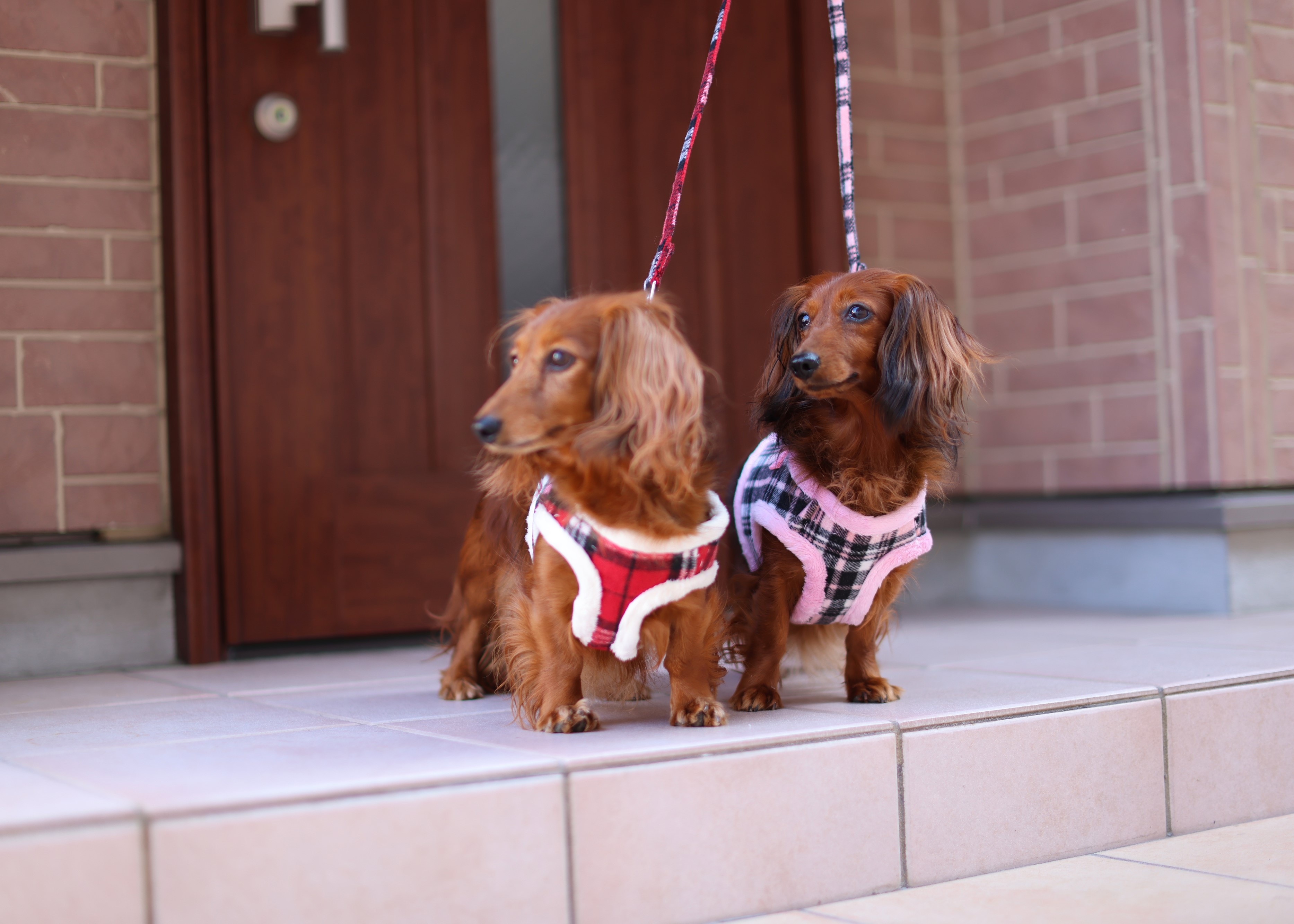 愛犬用リードフック