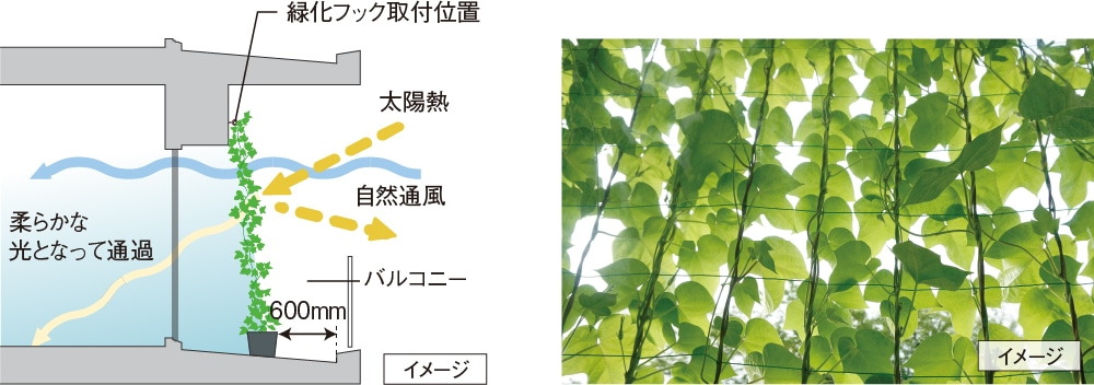バルコニーの壁面に緑化対策