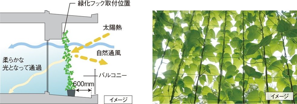 バルコニーの壁面に緑化対策