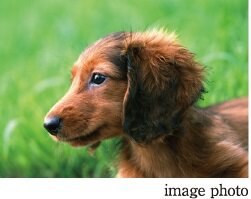 大切なペットと暮らせる「ペット飼育可能マンション」