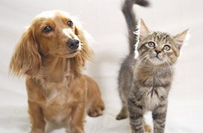 ペット飼育可