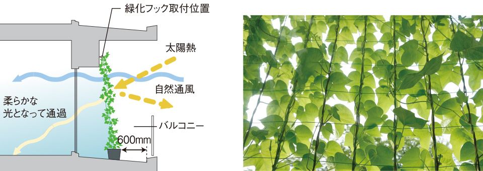 バルコニーの壁面に緑化対策