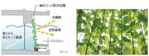 バルコニーの壁面に緑化対策