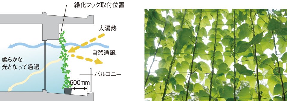 バルコニーの壁面に緑化対策