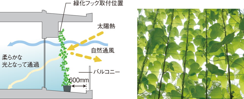 バルコニーの壁面に緑化対策