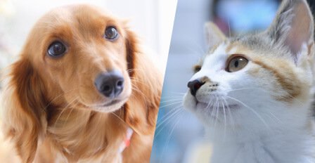 ペット飼育が可能