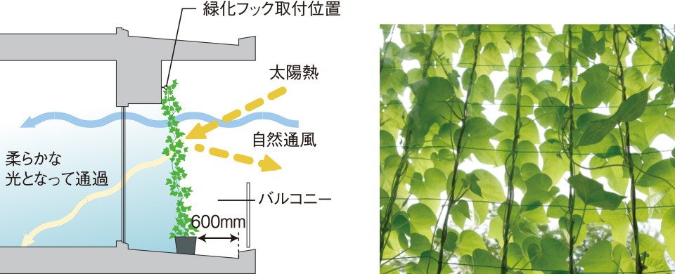 バルコニーの壁面に緑化対策