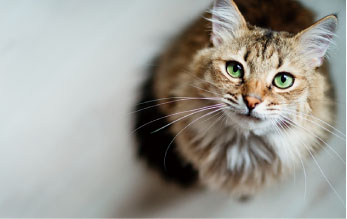 ペット可マンション