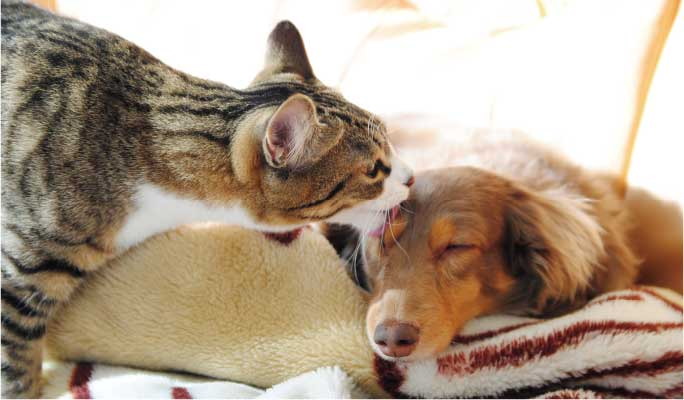 ペット飼育可能
