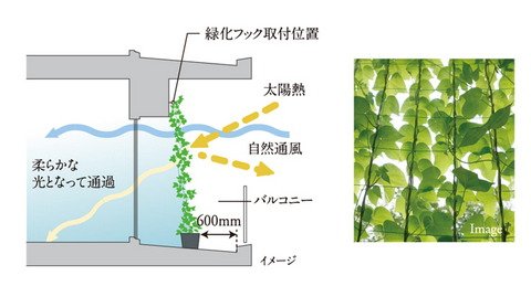 バルコニーの壁面に緑化対策