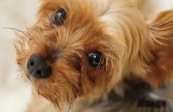 ペット飼育可・足洗い場