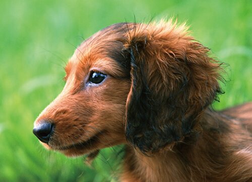 大切なペットと暮らせる「ペット飼育可能マンション」