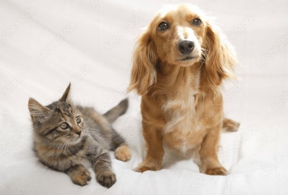 ペット飼育可