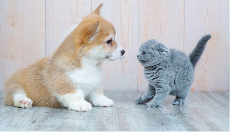 ペット可マンション