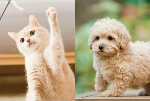 かわいいペットと一緒に