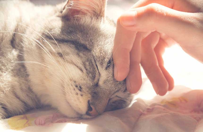 ペット飼育可