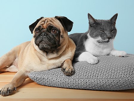 ペットと暮らせる