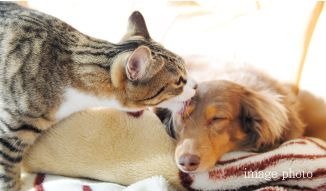 ペット飼育可能