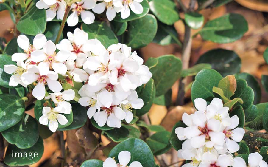 日常に潤いと彩りを与える豊かな植栽計画