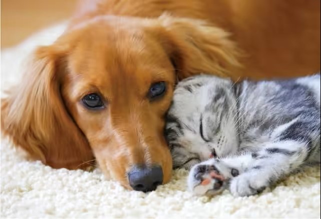 ペット飼育可能※ペット足洗場・ペット対応エレベーターを採用