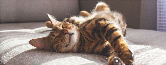 ペット飼育対応マンション
