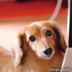 ペット飼育可能
